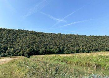 IMG-20231005-WA0031.jpg - Agricultural land via san rocco, Arcugnano - photo 8