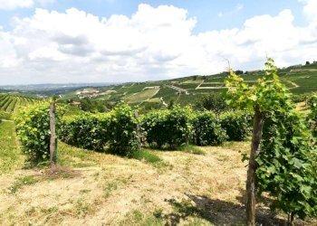 Rustico via Cottà, Neive - foto 5