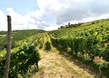 Rustico via Cottà, Neive - foto 7