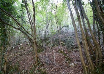 IMG_2551.JPG - Agricultural land Arcugnano - photo 11