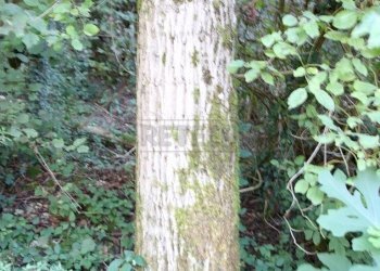 IMG_2556.JPG - Agricultural land Arcugnano - photo 16