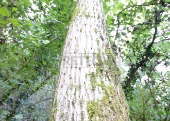 IMG_2557.JPG - Agricultural land Arcugnano - photo 17