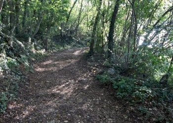 IMG_2560.JPG - Agricultural land Arcugnano - photo 20