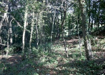 IMG_2561.JPG - Agricultural land Arcugnano - photo 21