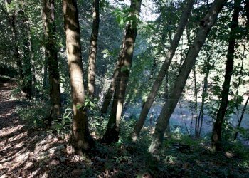 IMG_2562.JPG - Agricultural land Arcugnano - photo 22