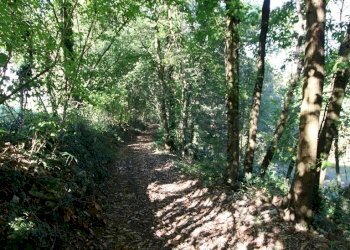 IMG_2564.JPG - Agricultural land Arcugnano - photo 24