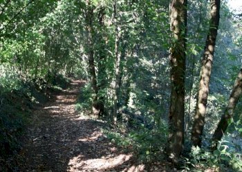 IMG_2565.JPG - Agricultural land Arcugnano - photo 25