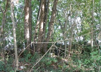 IMG_2567.JPG - Agricultural land Arcugnano - photo 27