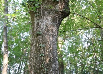 IMG_2568.JPG - Agricultural land Arcugnano - photo 28
