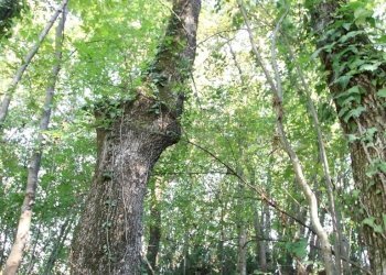 IMG_2569.JPG - Agricultural land Arcugnano - photo 29