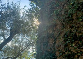 rustico - Agricultural land Dolceacqua - photo 6