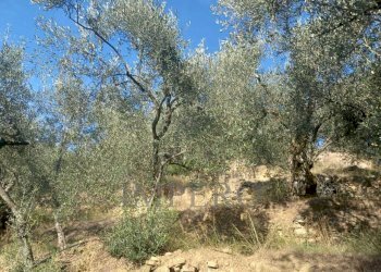 terreno - Agricultural land Dolceacqua - photo 10