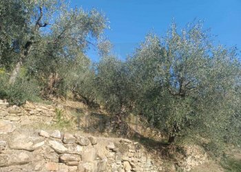 terreno - Agricultural land Dolceacqua - photo 12