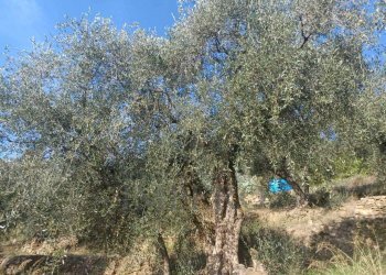 terreno - Agricultural land Dolceacqua - photo 13