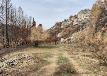 6.jpg - Terreno agricolo Melilli - foto 1