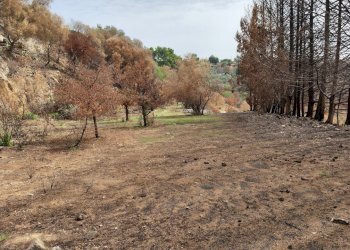 8.jpg - Terreno agricolo Melilli - foto 8