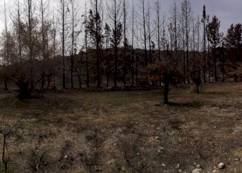 10.jpg - Terreno agricolo Melilli - foto 10