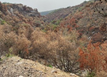 11.jpg - Terreno agricolo Melilli - foto 11