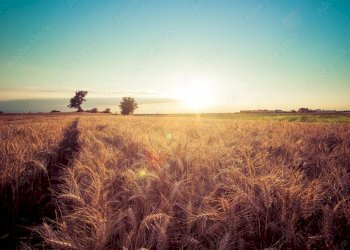 Terreno agricolo Forlì - foto 2