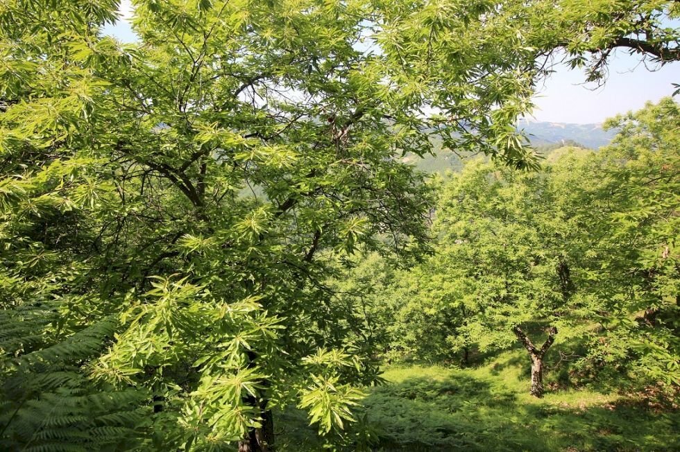 Terreno agricolo Castel del Rio - foto 2