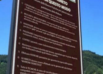 Terreno agricolo Castel del Rio - foto 3