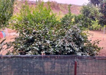 WhatsApp Image 2023-09-21 at 20.01.27.jpeg - Appartamento Giarre - foto 12