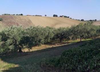 dettagli - Terreno agricolo Manoppello - foto 1