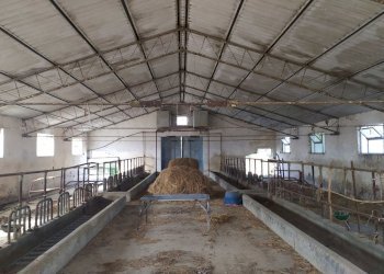 dettagli - Terreno agricolo Manoppello - foto 14