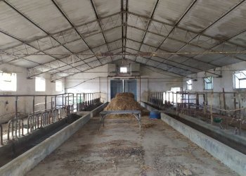 dettagli - Terreno agricolo Manoppello - foto 15