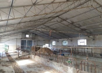 dettagli - Terreno agricolo Manoppello - foto 16