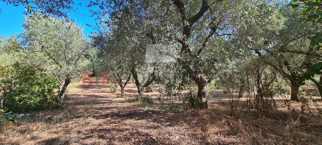 20231012_104604.jpg - Villa SP49 108, Martina Franca - foto 3