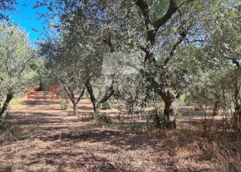 20231012_104604.jpg - Villa SP49 108, Martina Franca - foto 3