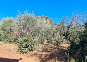 20231012_104625.jpg - Villa SP49 108, Martina Franca - foto 24