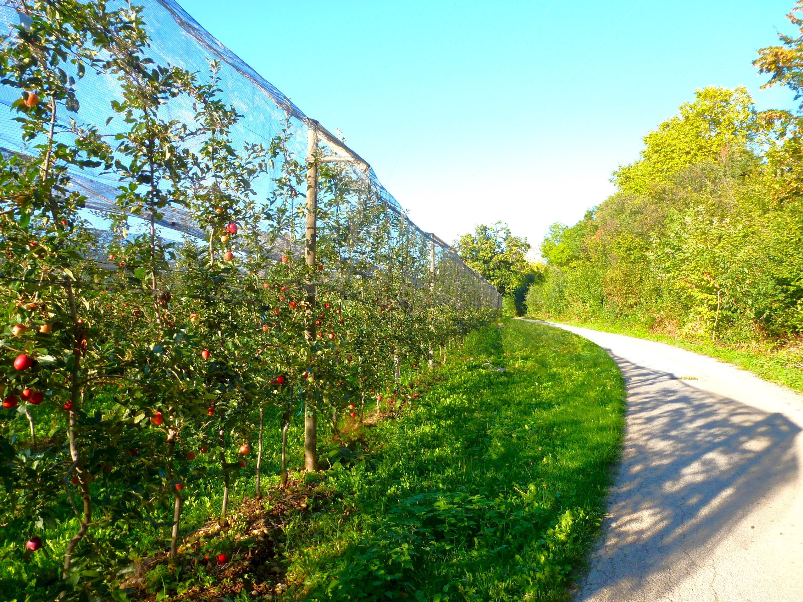 Agricultural land via della Battaglia, hamlet Madonna dell'Olmo, Cuneo - photo 1