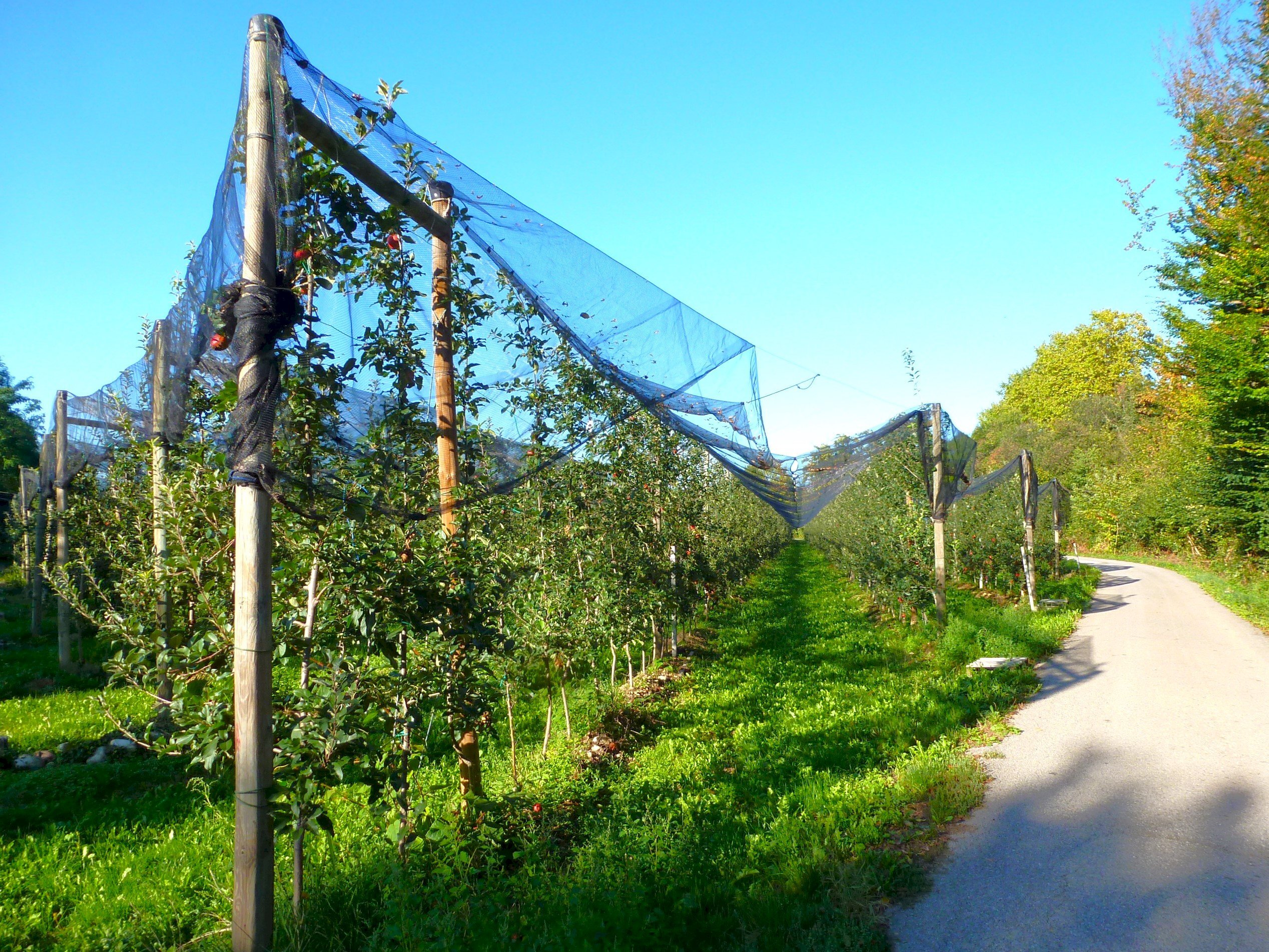 Agricultural land via della Battaglia, hamlet Madonna dell'Olmo, Cuneo - photo 3