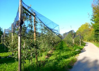 Terreno agricolo via della Battaglia, frazione Madonna dell'Olmo, Cuneo - foto 3