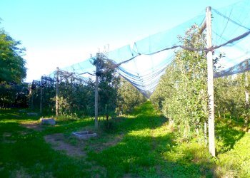 Terreno agricolo via della Battaglia, frazione Madonna dell'Olmo, Cuneo - foto 4