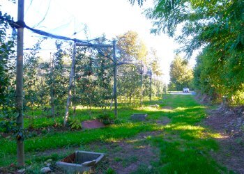 Terreno agricolo via della Battaglia, frazione Madonna dell'Olmo, Cuneo - foto 5