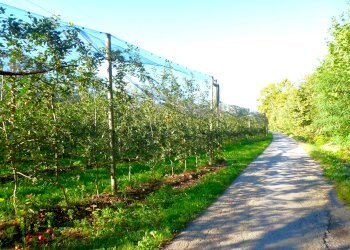 Terreno agricolo via della Battaglia, frazione Madonna dell'Olmo, Cuneo - foto 6