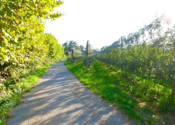 Terreno agricolo via della Battaglia, frazione Madonna dell'Olmo, Cuneo - foto 7