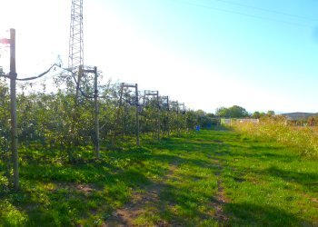 Terreno agricolo via della Battaglia, frazione Madonna dell'Olmo, Cuneo - foto 8