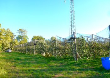 Terreno agricolo via della Battaglia, frazione Madonna dell'Olmo, Cuneo - foto 9