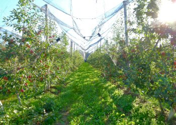 Terreno agricolo via della Battaglia, frazione Madonna dell'Olmo, Cuneo - foto 10