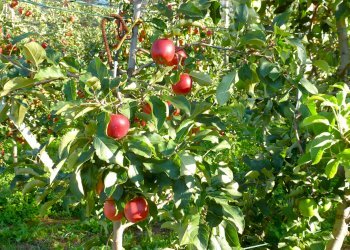 Terreno agricolo via della Battaglia, frazione Madonna dell'Olmo, Cuneo - foto 11