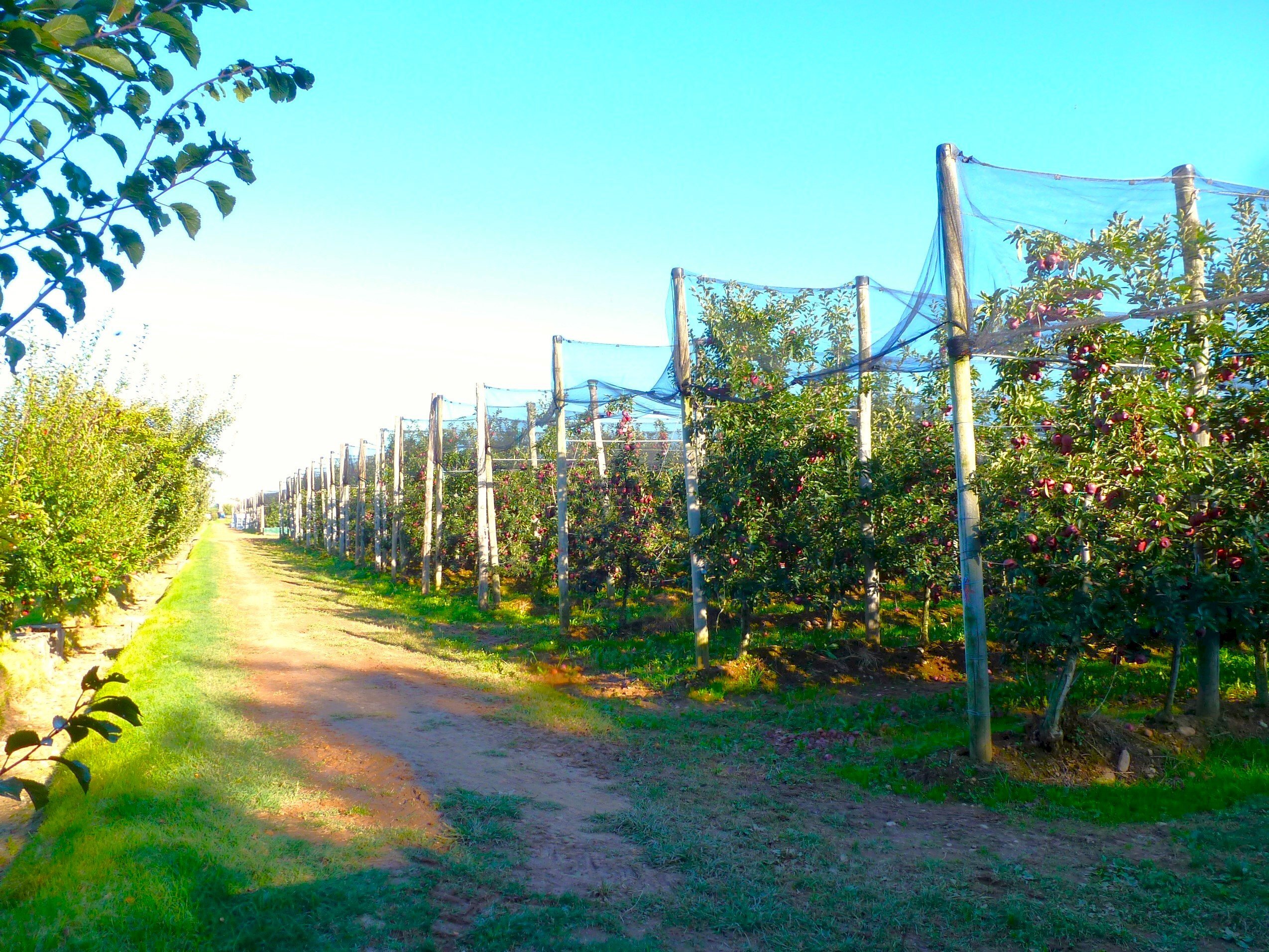 Terreno agricolo Cuneo - foto 2
