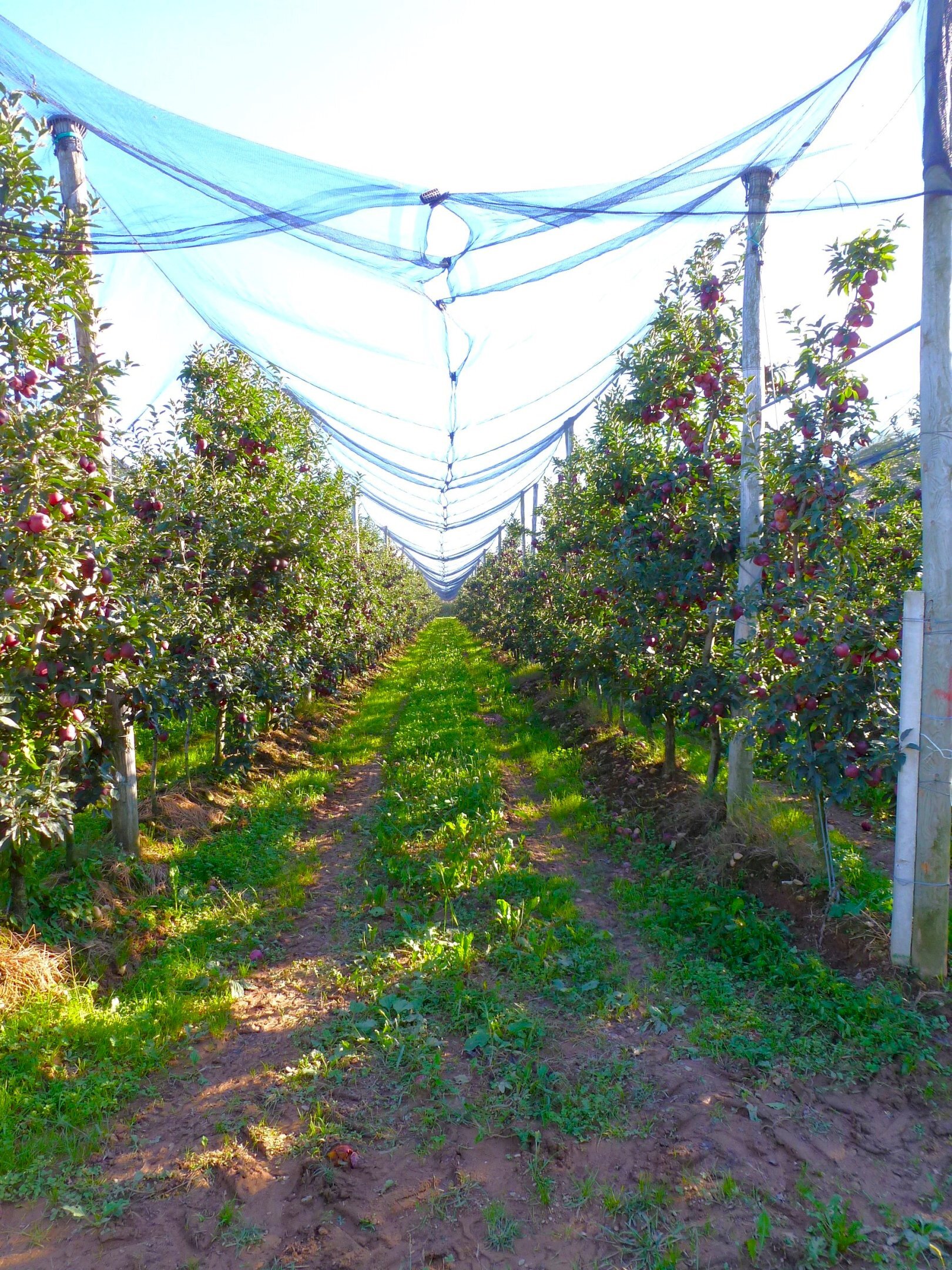 Terreno agricolo Cuneo - foto 3