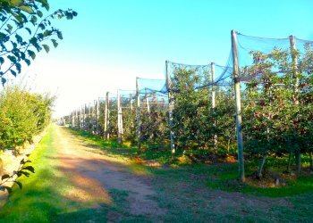 Terreno agricolo Cuneo - foto 2