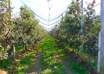 Terreno agricolo Cuneo - foto 3