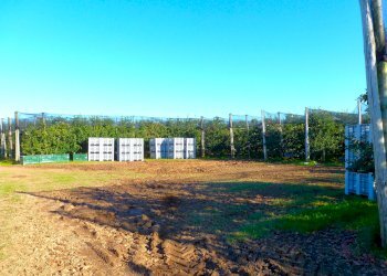 Terreno agricolo Cuneo - foto 4
