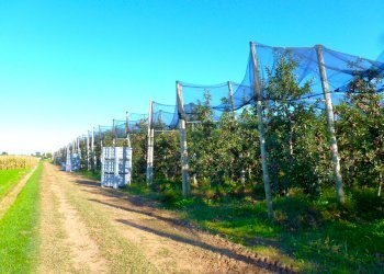 Terreno agricolo Cuneo - foto 5